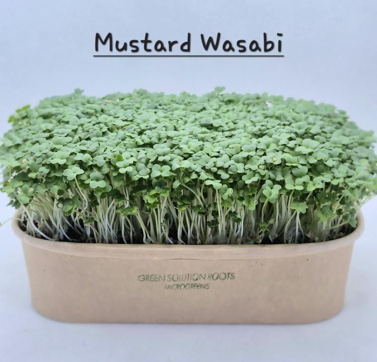 Wasabi Mustard