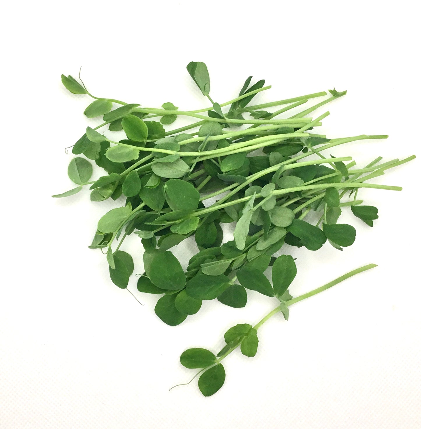 Pea Speckled