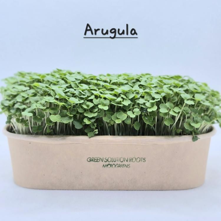 Arugula