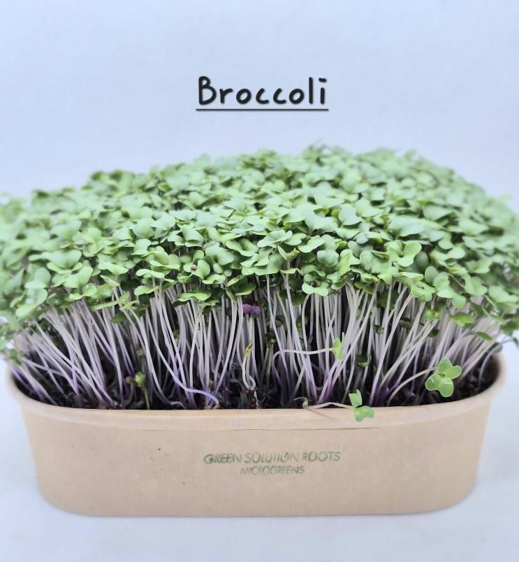 Broccoli