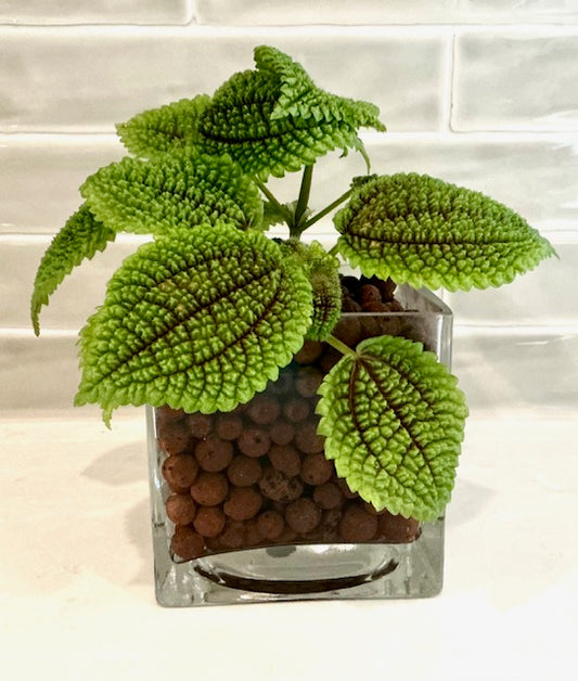 Moon Valley Pilea