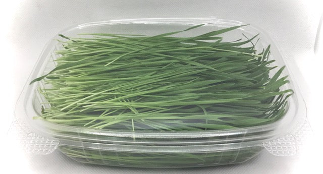 Wheatgrass