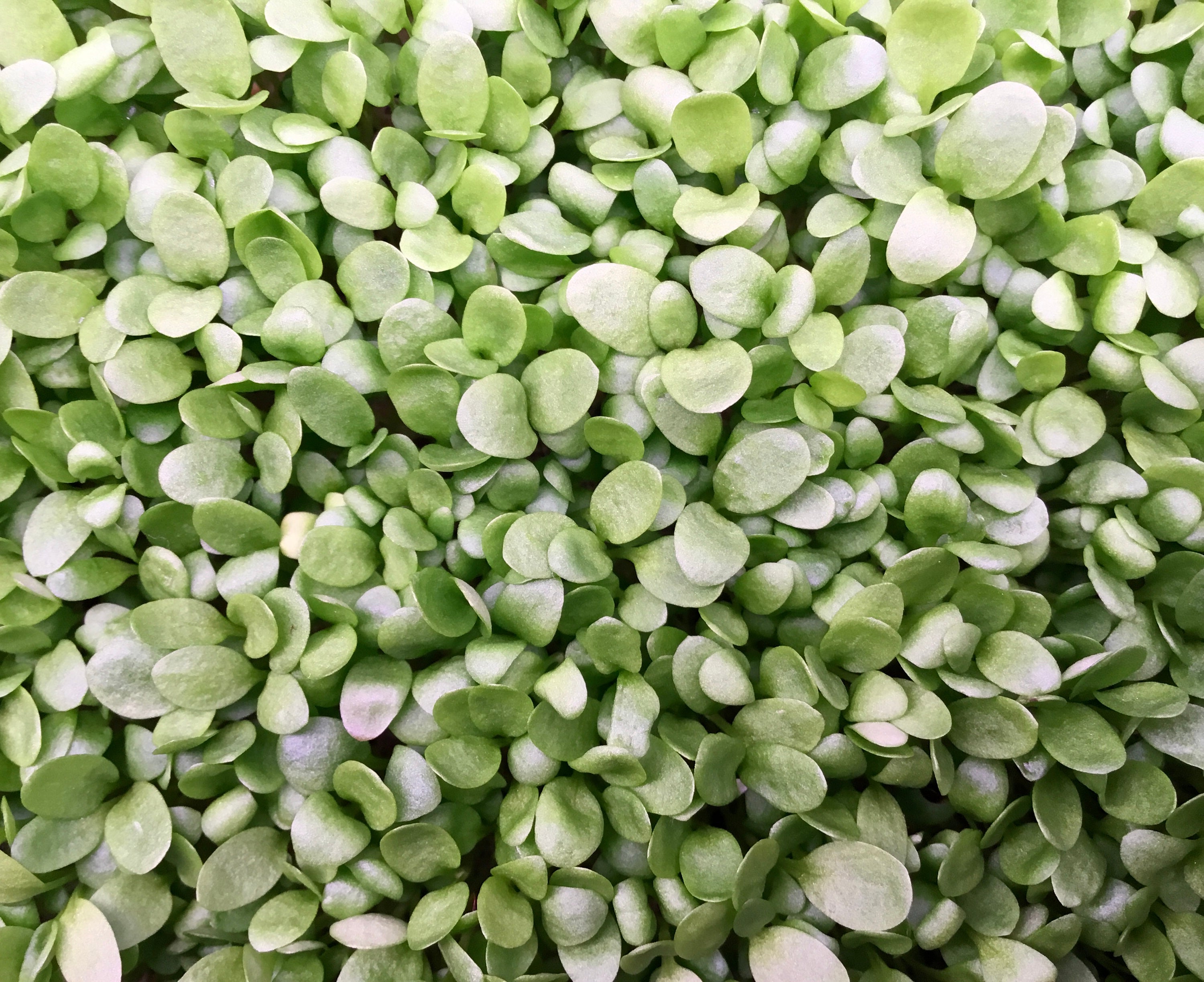 Microgreens.